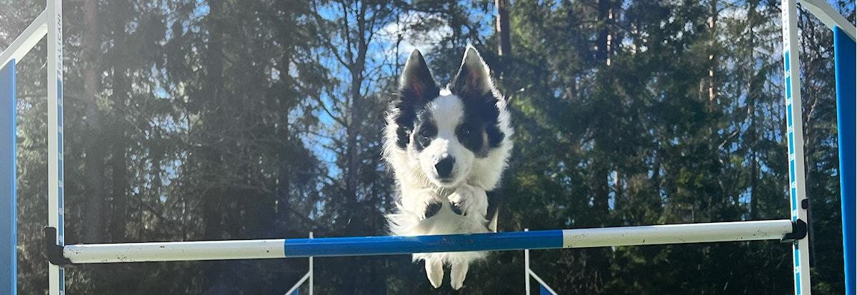 Oppfølgingskurs: Agility (fredager)